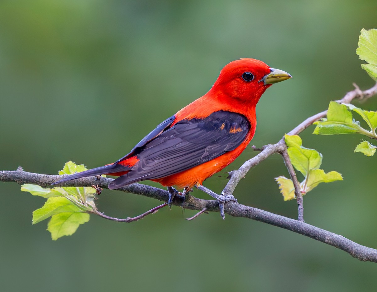 Scarlet Tanager - ML620647377