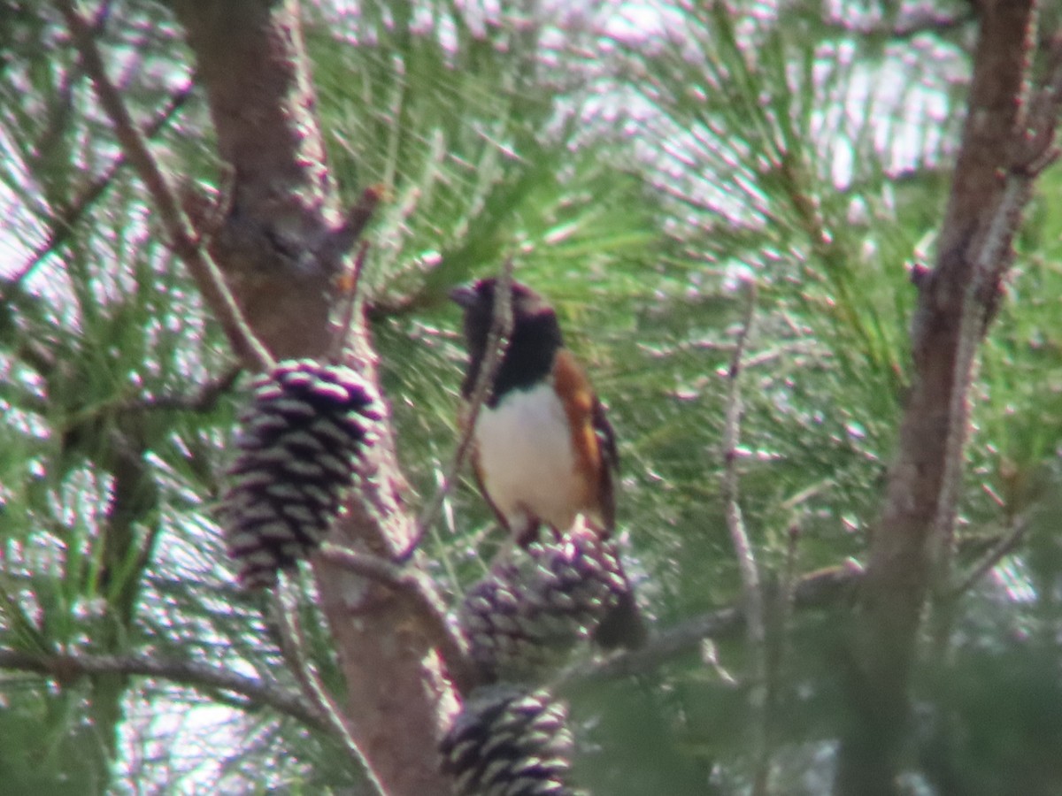 Eastern Towhee - ML620647378