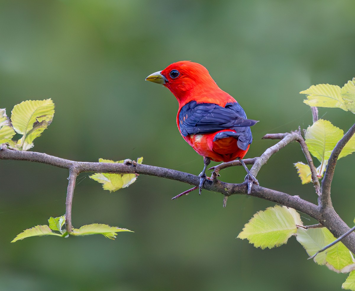 Scarlet Tanager - ML620647379