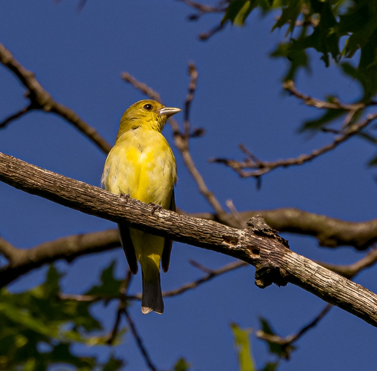 アカフウキンチョウ - ML620647380