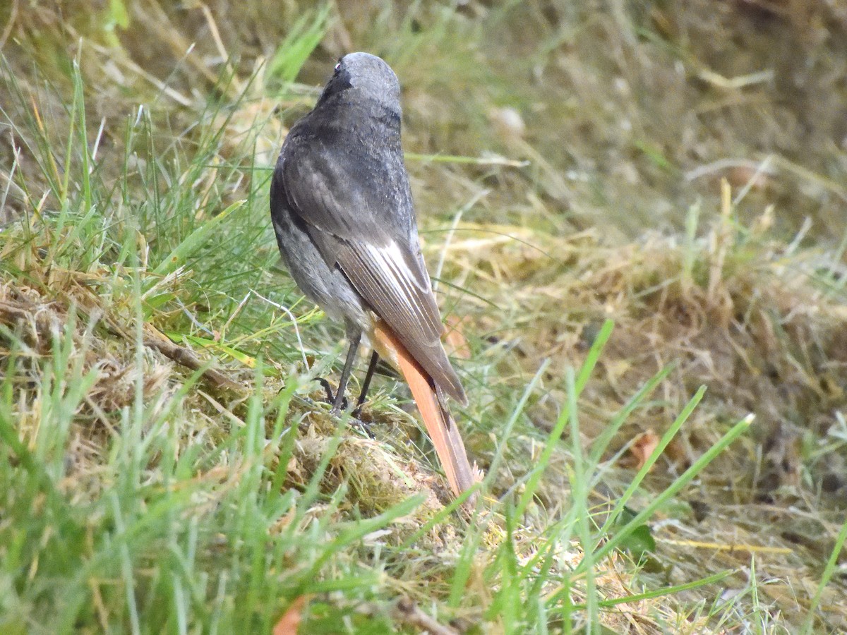 Black Redstart - ML620647382