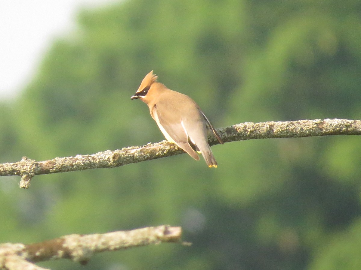 Cedar Waxwing - ML620647383