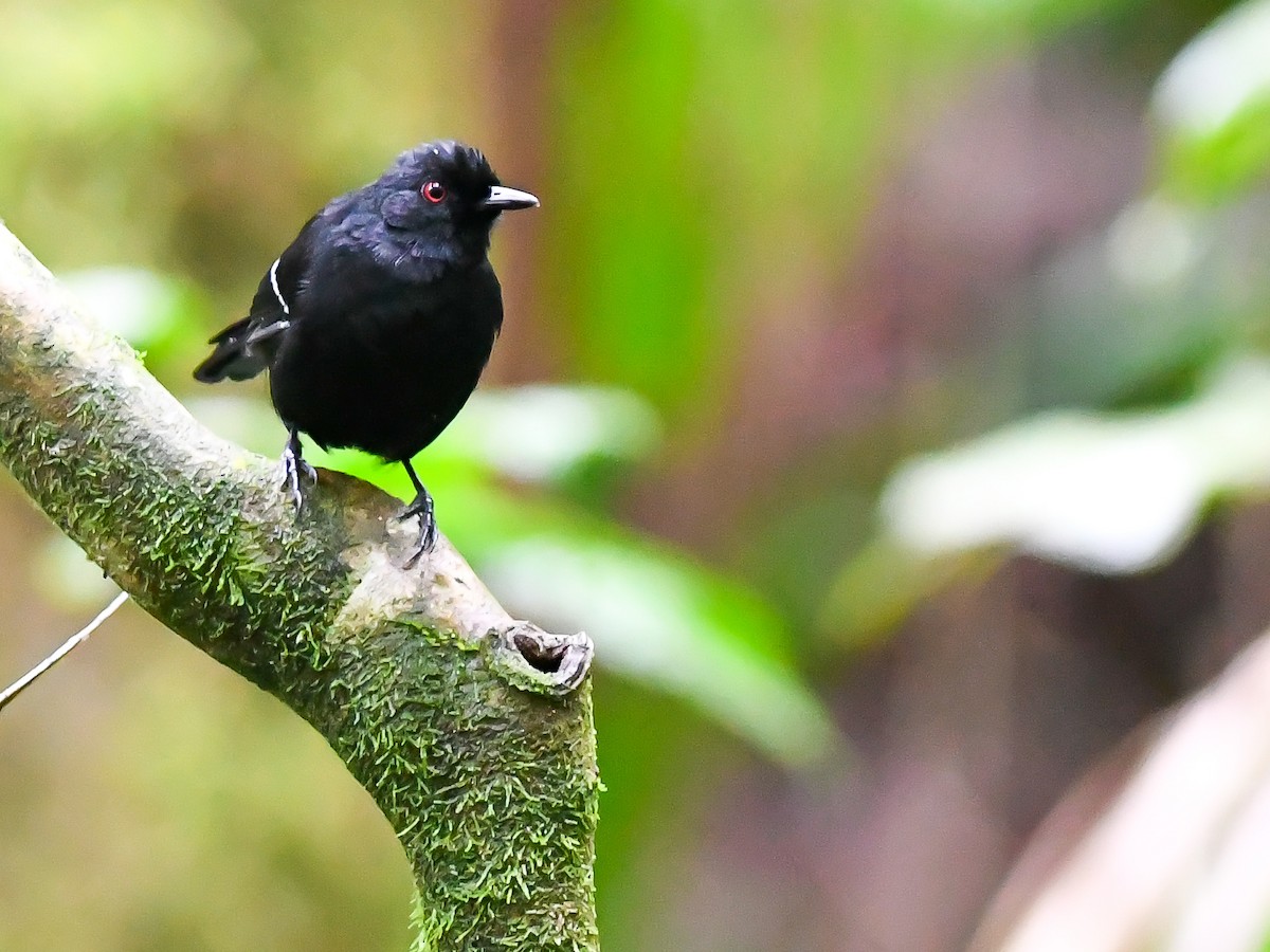 Weißbinden-Ameisenvogel - ML620647384