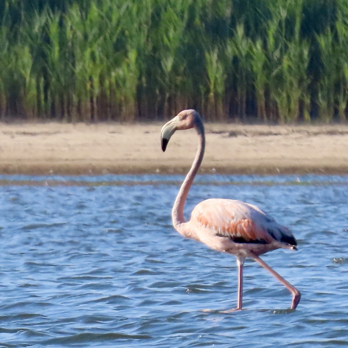 American Flamingo - ML620647386