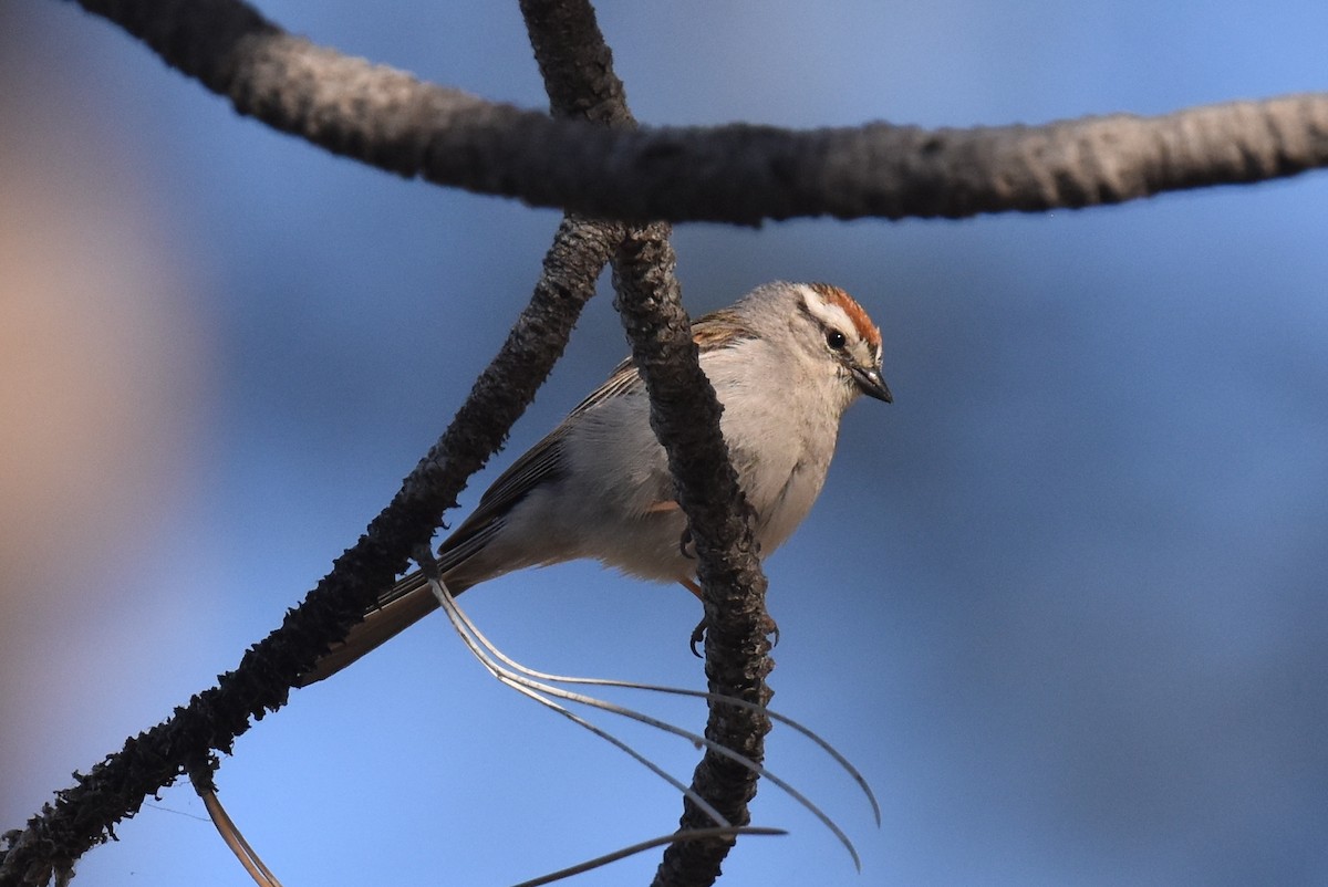 Chipping Sparrow - ML620647387