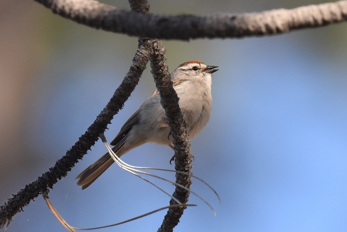 Chipping Sparrow - ML620647388