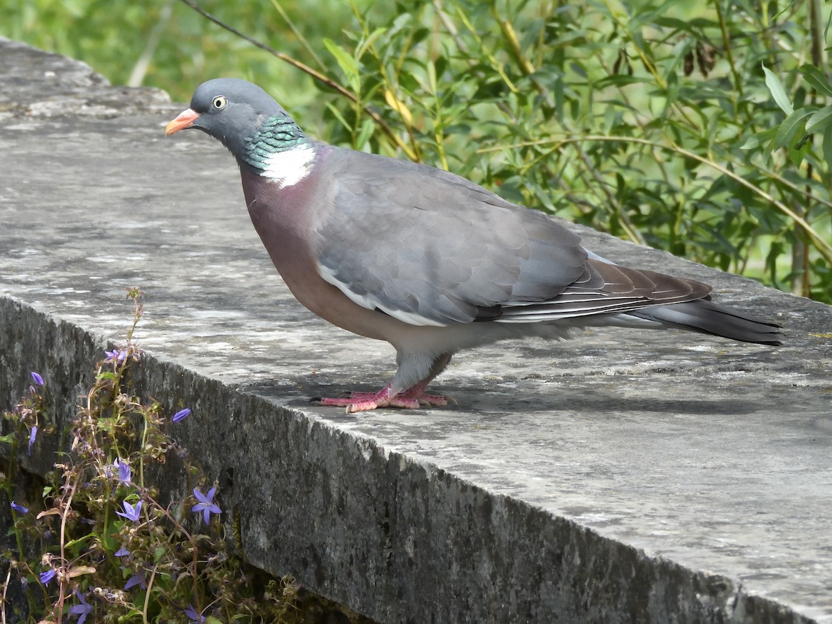 Common Wood-Pigeon - ML620647389