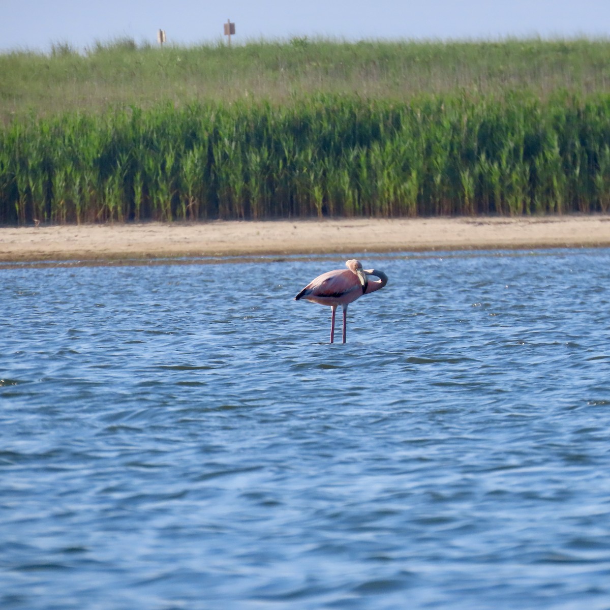 American Flamingo - ML620647390