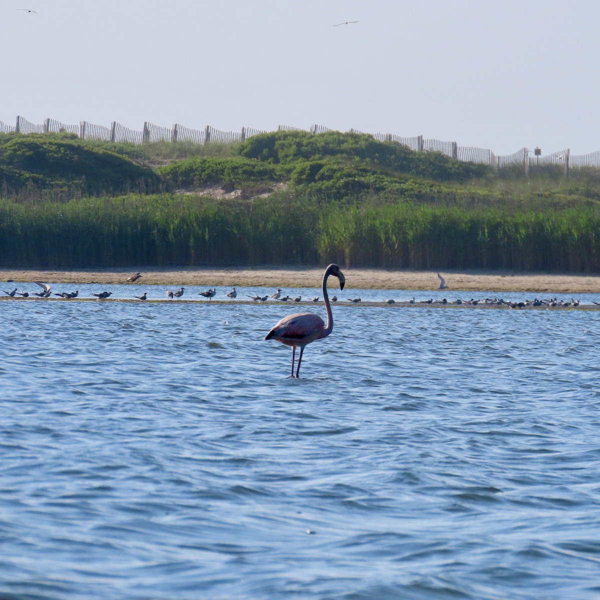 American Flamingo - Richard Fleming