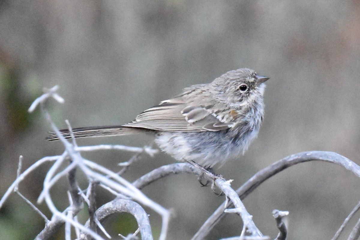 Bell's Sparrow (canescens) - ML620647395