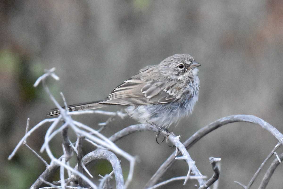 Bell's Sparrow (canescens) - ML620647396