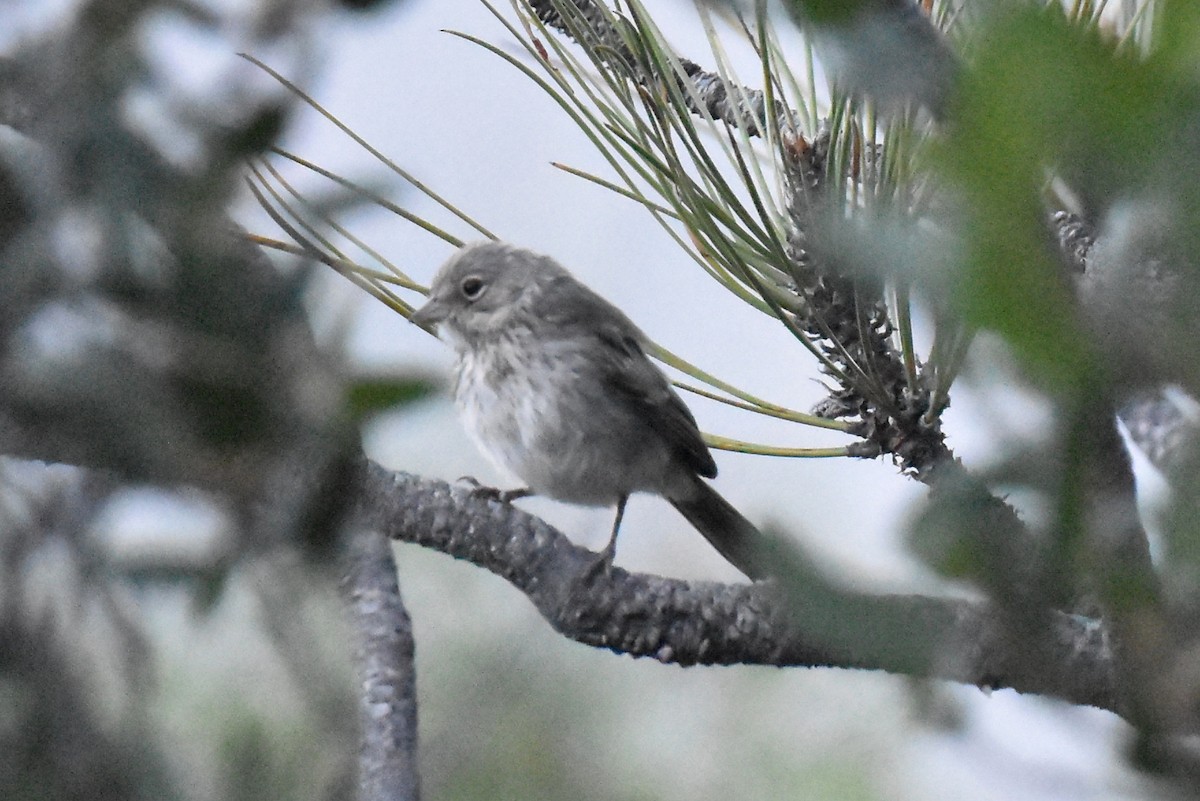 Bell's Sparrow (canescens) - ML620647397