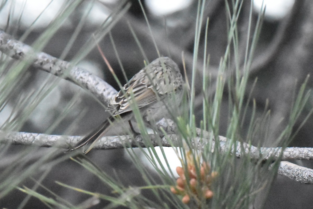 Bell's Sparrow (canescens) - ML620647398