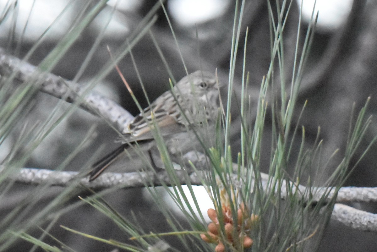 Bell's Sparrow (canescens) - ML620647399