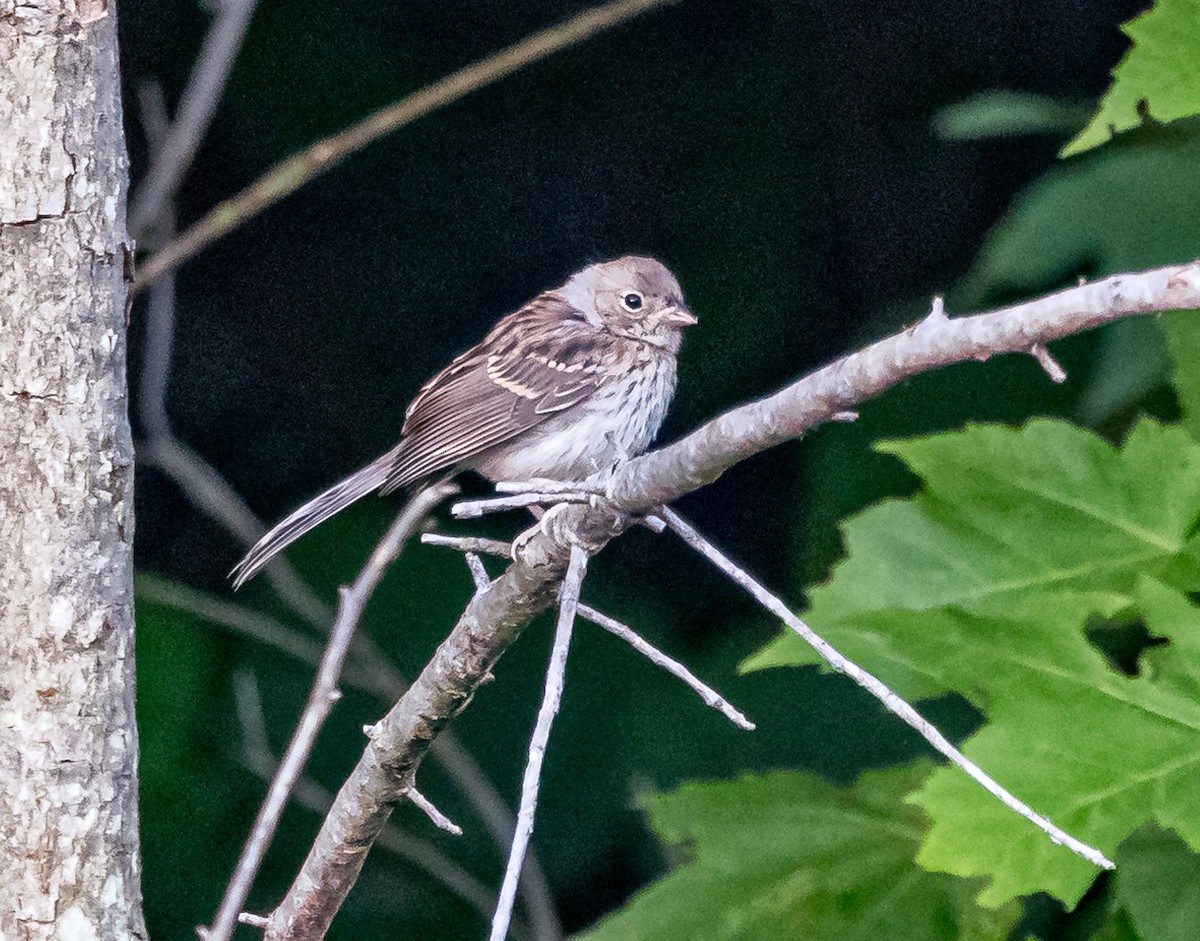 Field Sparrow - ML620647400