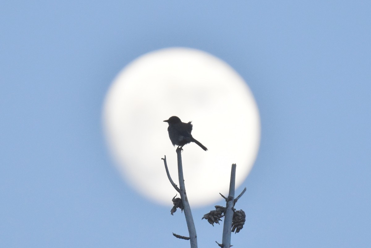 American Robin - ML620647402