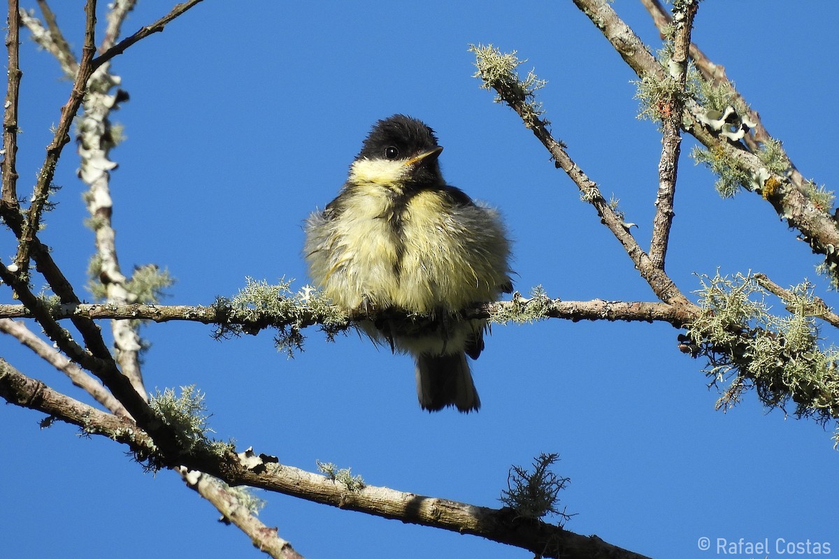 Mésange charbonnière - ML620647403