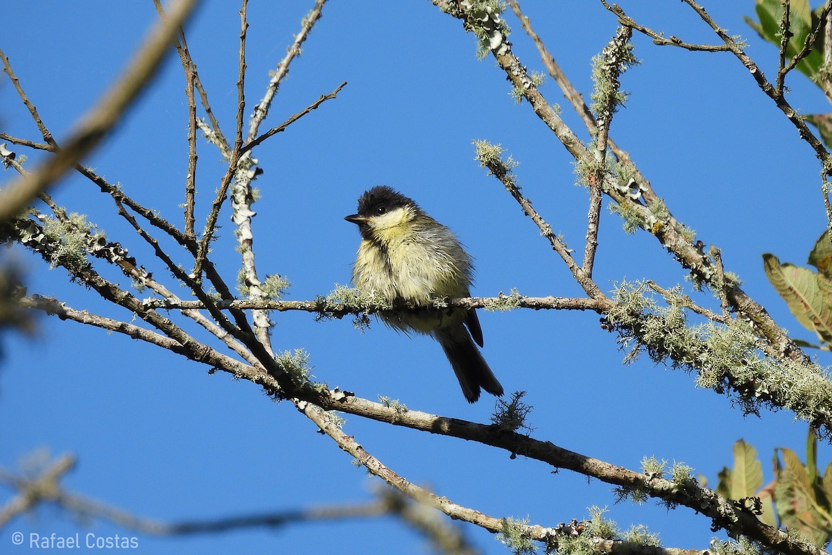 Mésange charbonnière - ML620647404