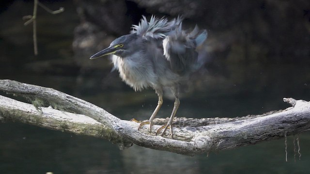 Striated Heron (Galapagos) - ML620647405