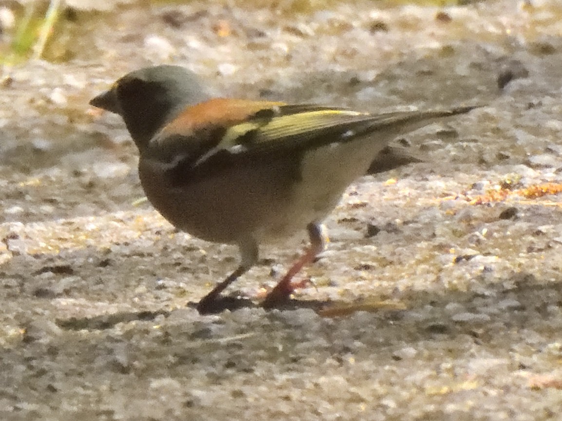 Common Chaffinch - ML620647406