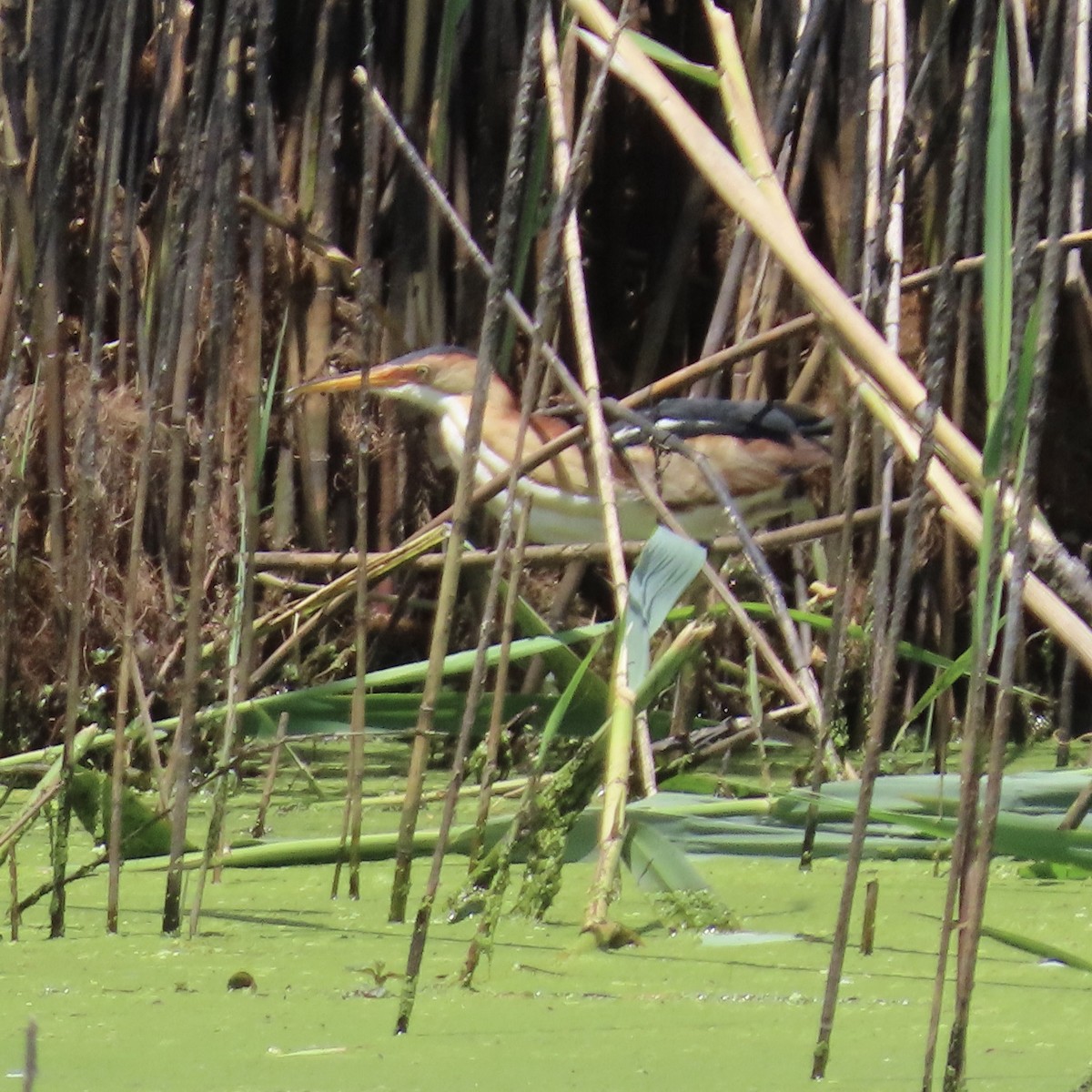 Least Bittern - ML620647409