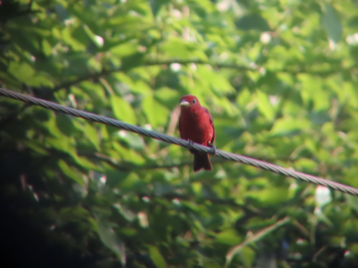 Summer Tanager - ML620647410