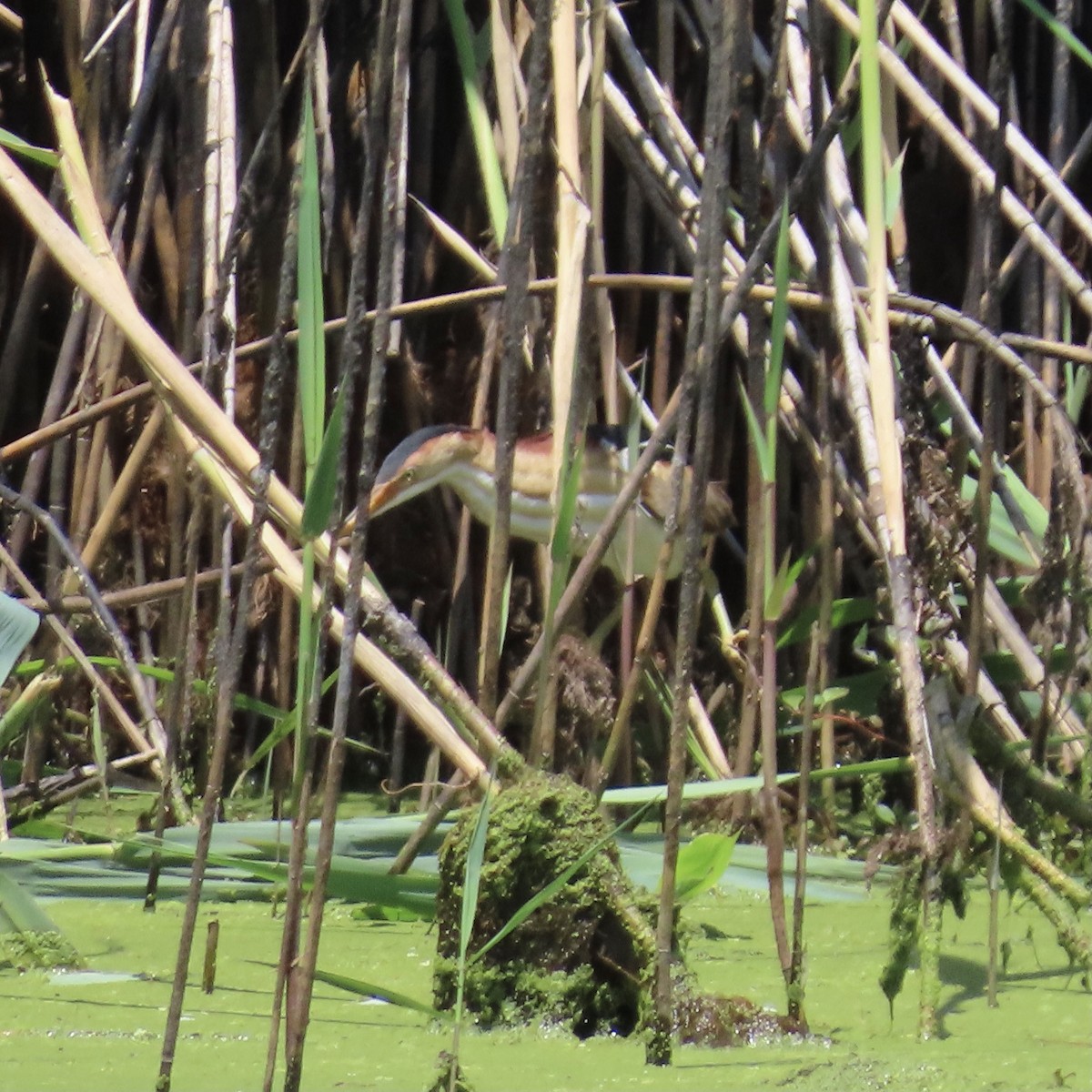 Least Bittern - ML620647412