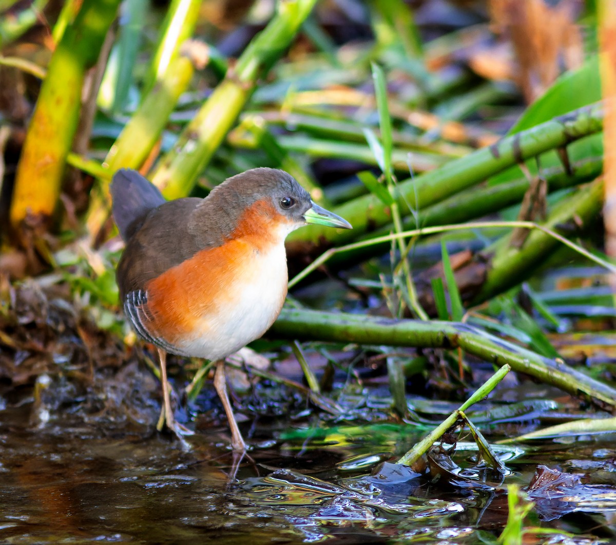 Rufous-sided Crake - ML620647413