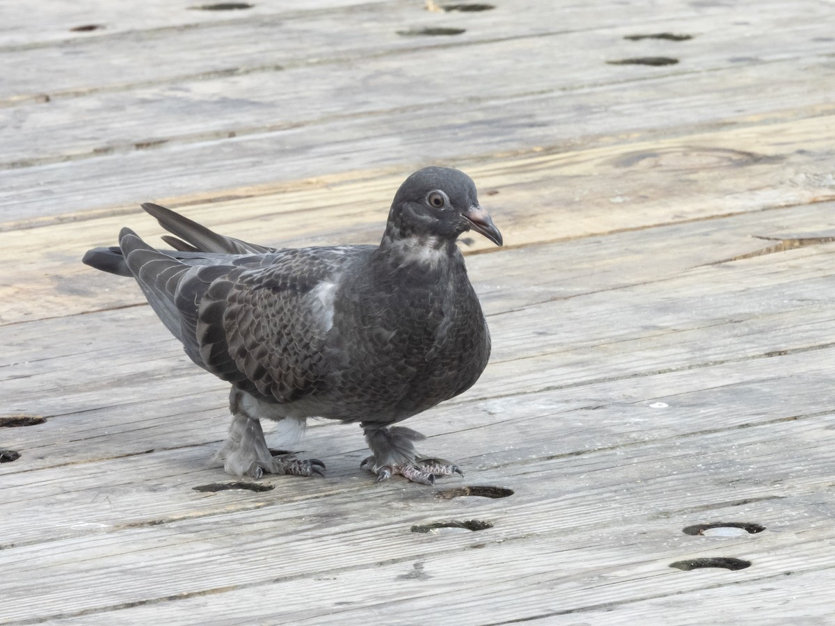 Rock Pigeon (Feral Pigeon) - ML620647414