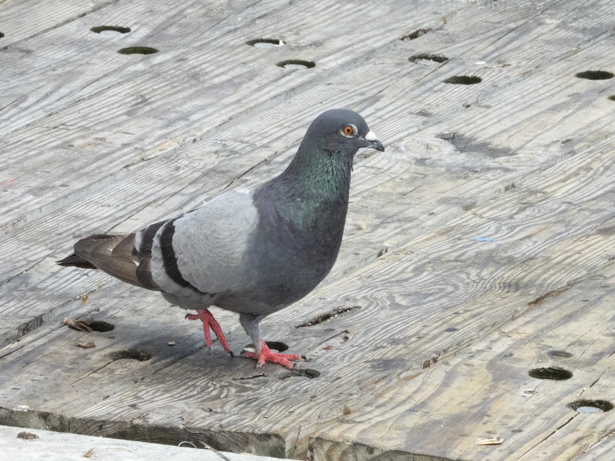 Rock Pigeon (Feral Pigeon) - ML620647415