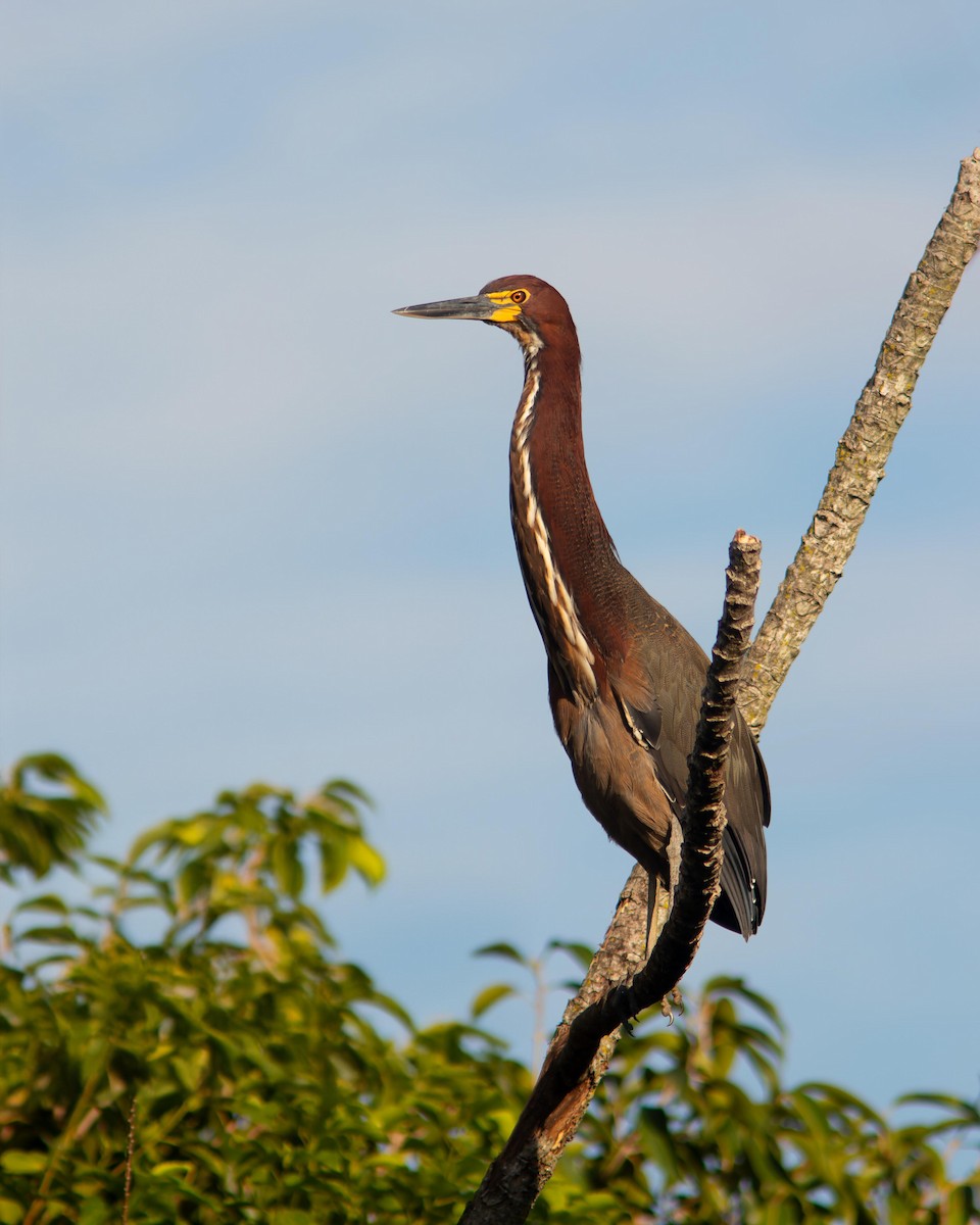 Rufescent Tiger-Heron - ML620647417