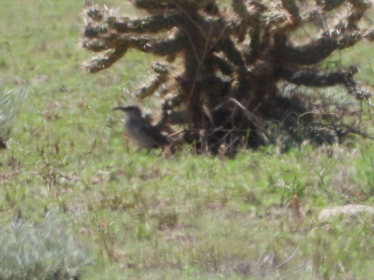 Curve-billed Thrasher - Rick Luehrs