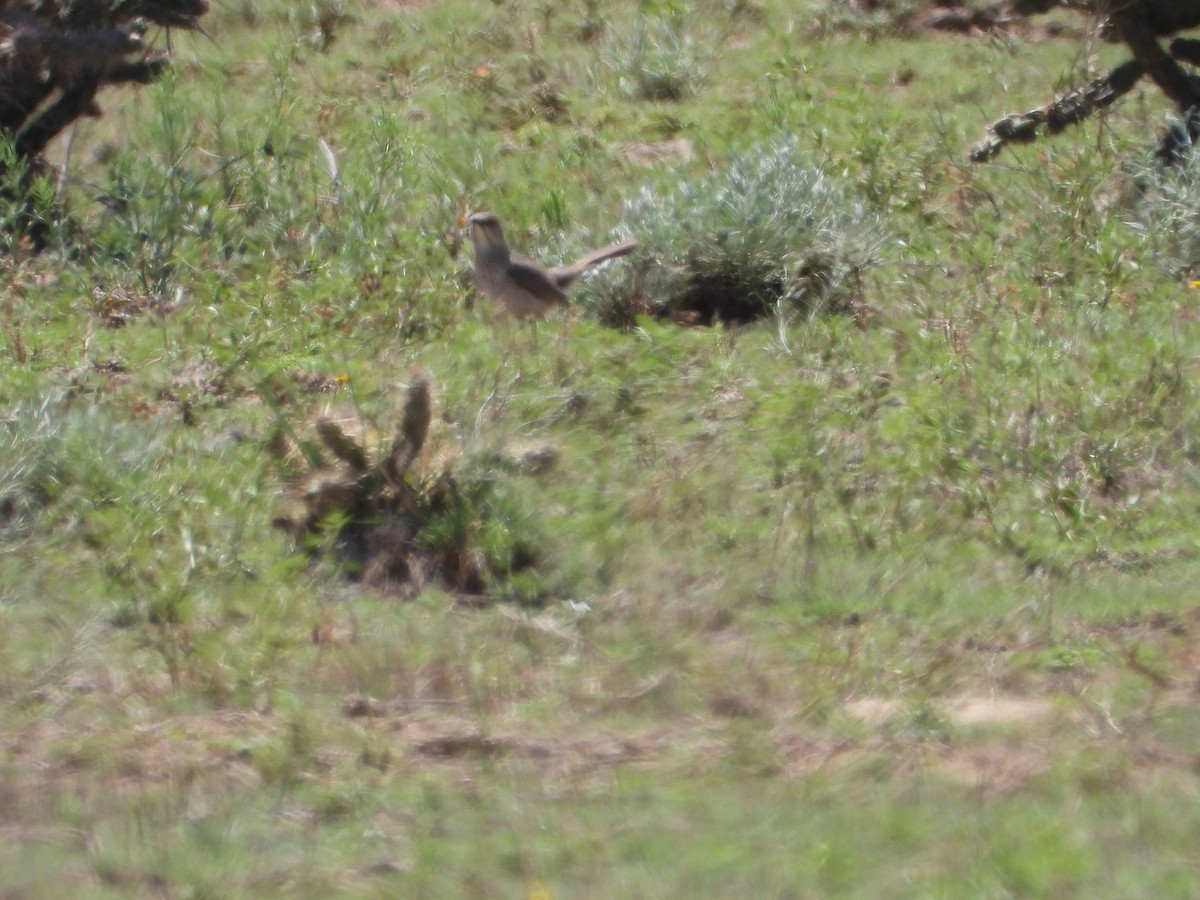 Curve-billed Thrasher - ML620647422