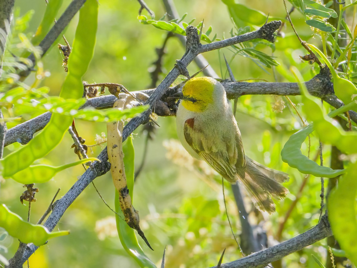 Pájaro Moscón Baloncito - ML620647425