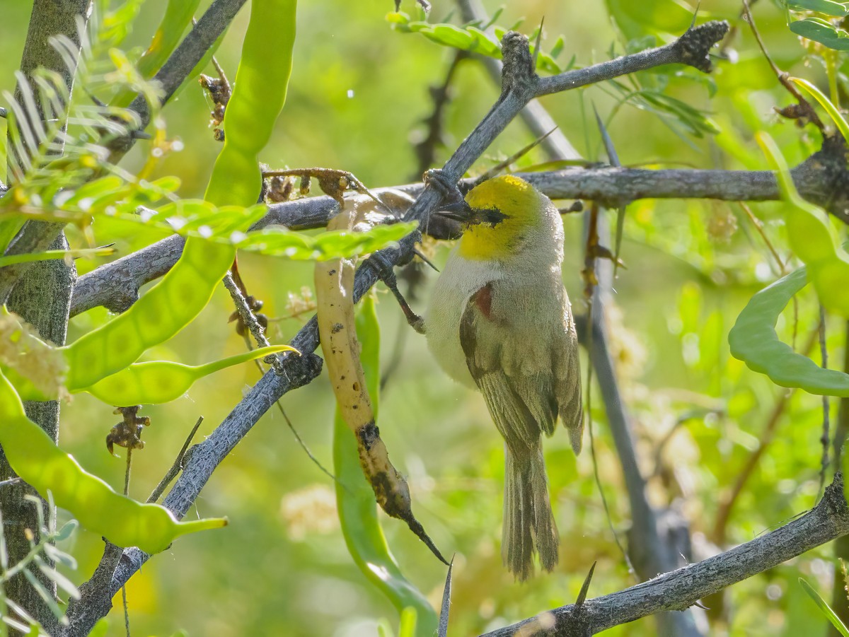 Pájaro Moscón Baloncito - ML620647426