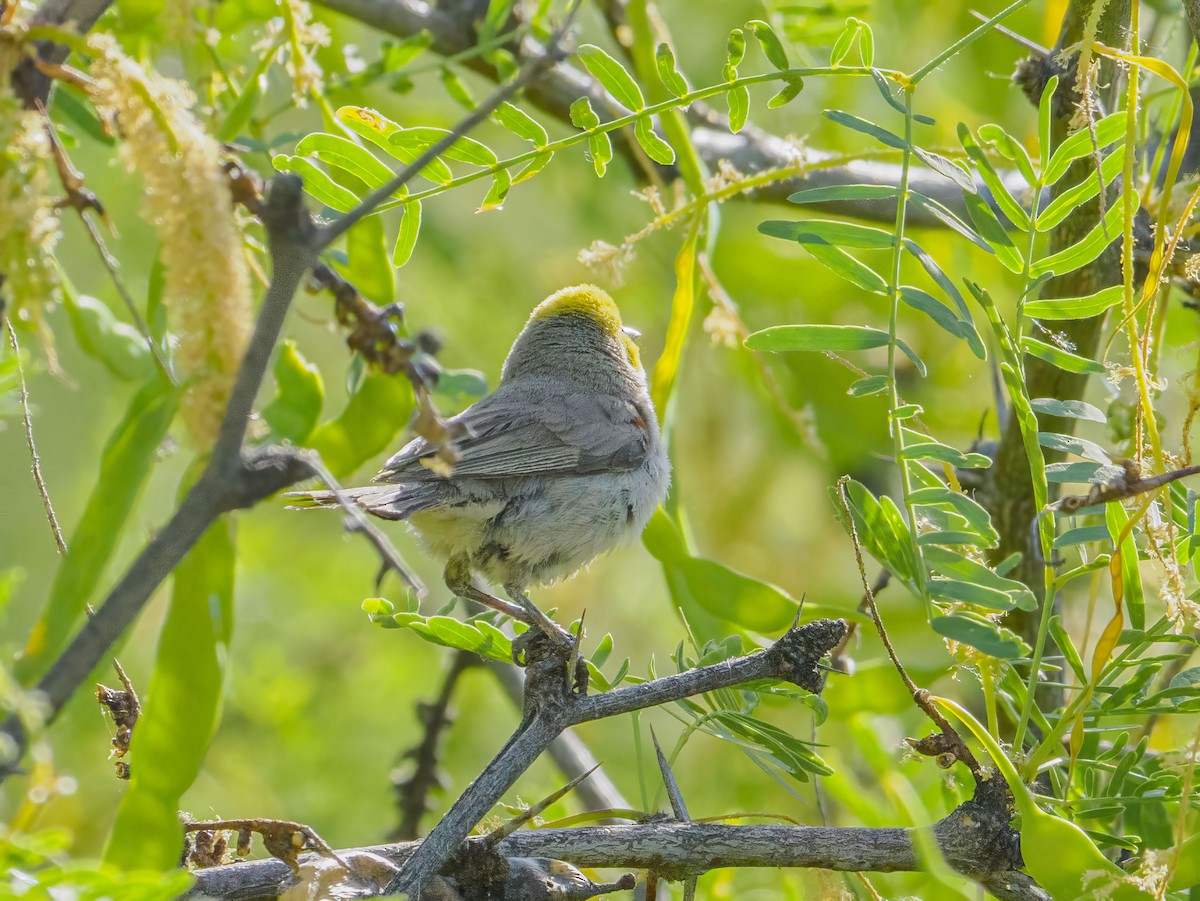 Pájaro Moscón Baloncito - ML620647427