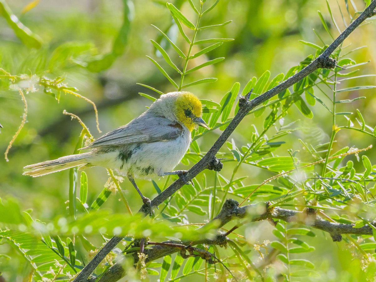 Pájaro Moscón Baloncito - ML620647428