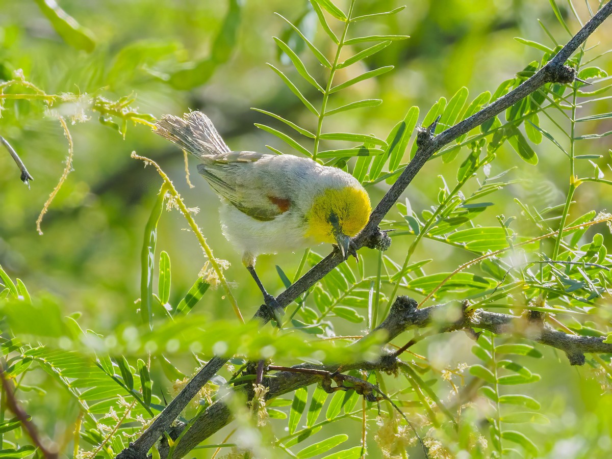 Pájaro Moscón Baloncito - ML620647429