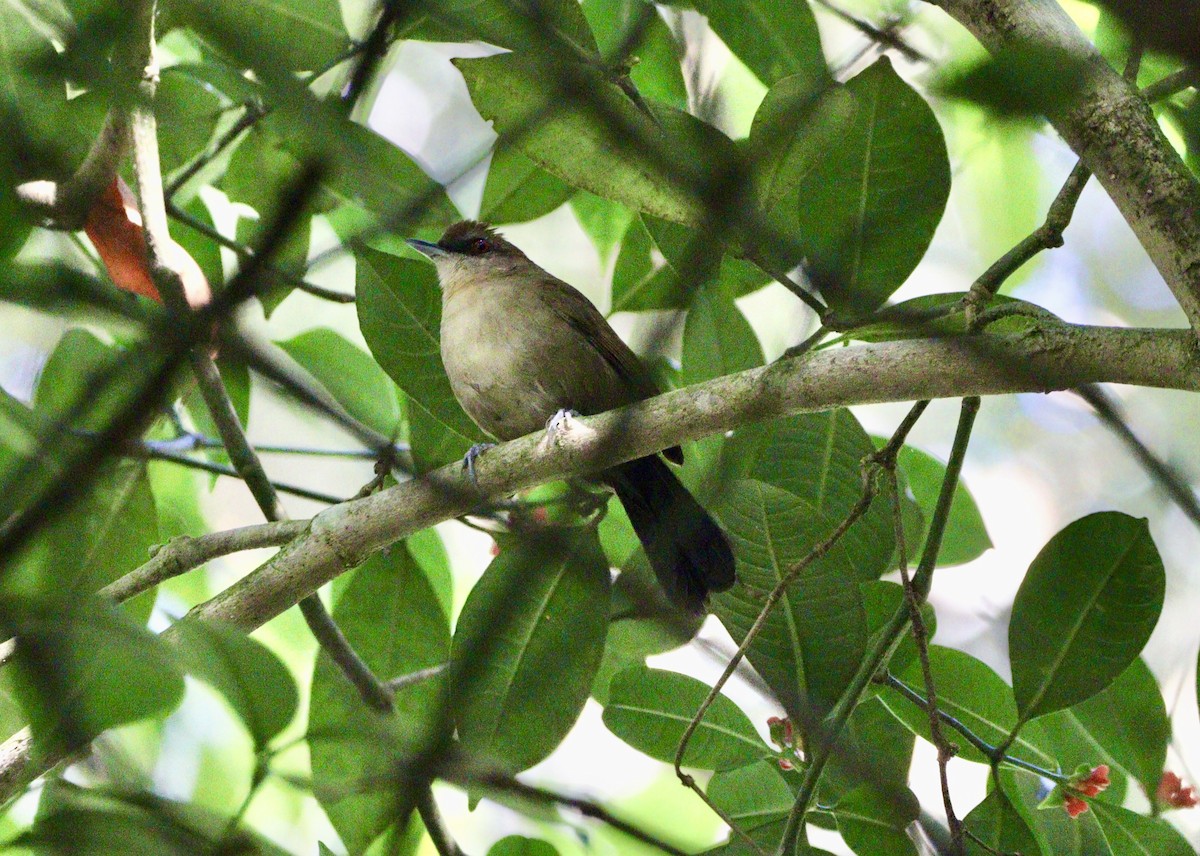 Weißbinden-Ameisenvogel - ML620647434