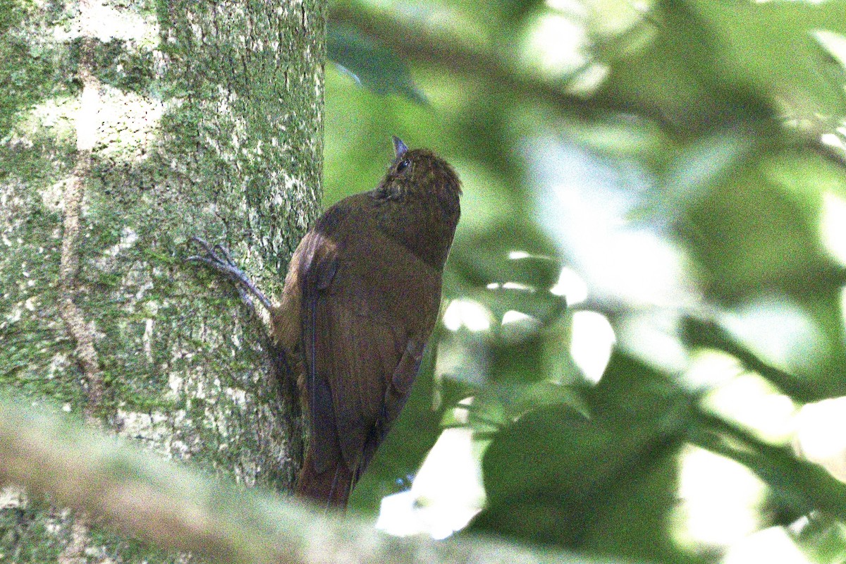 Plain-winged Woodcreeper - ML620647444