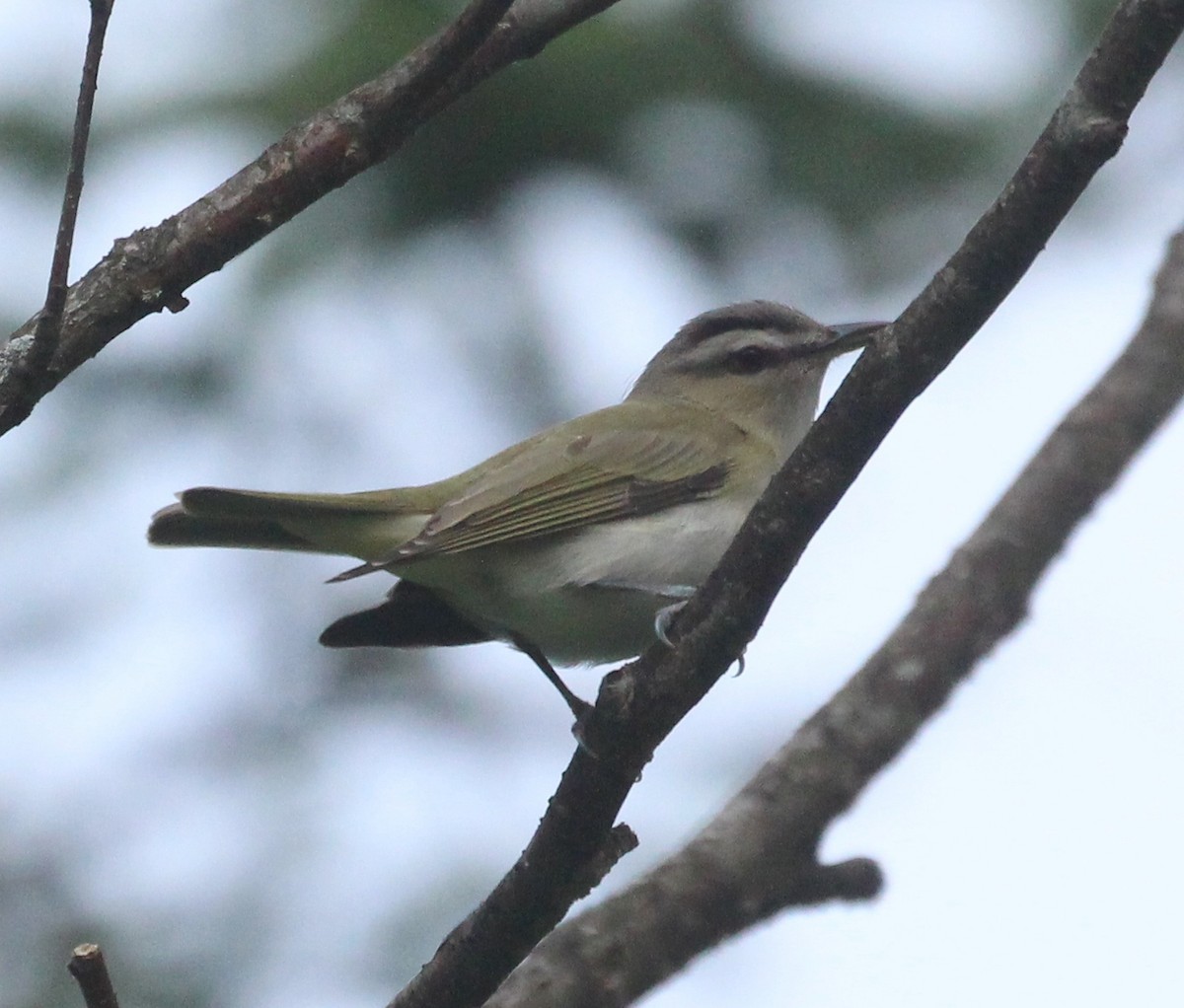 Red-eyed Vireo - ML620647454