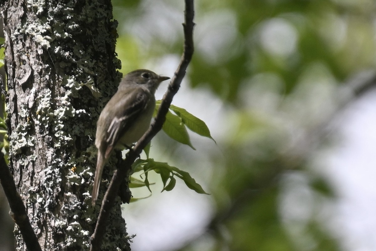 Least Flycatcher - ML620647461