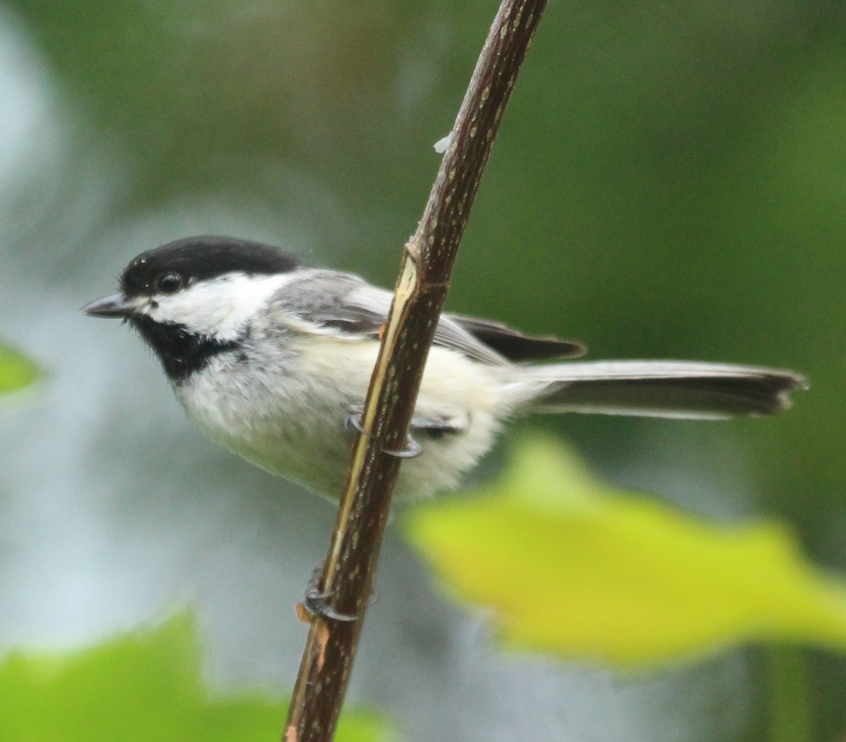 Black-capped Chickadee - ML620647462