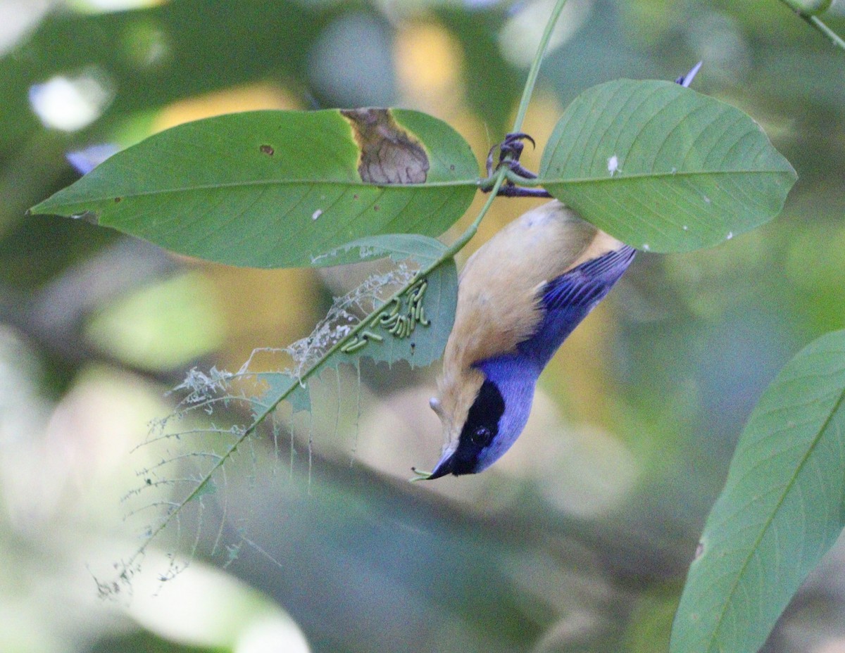 Fawn-breasted Tanager - ML620647463