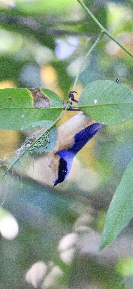 Fawn-breasted Tanager - ML620647464