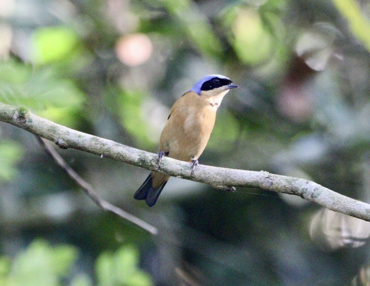 Fawn-breasted Tanager - ML620647467