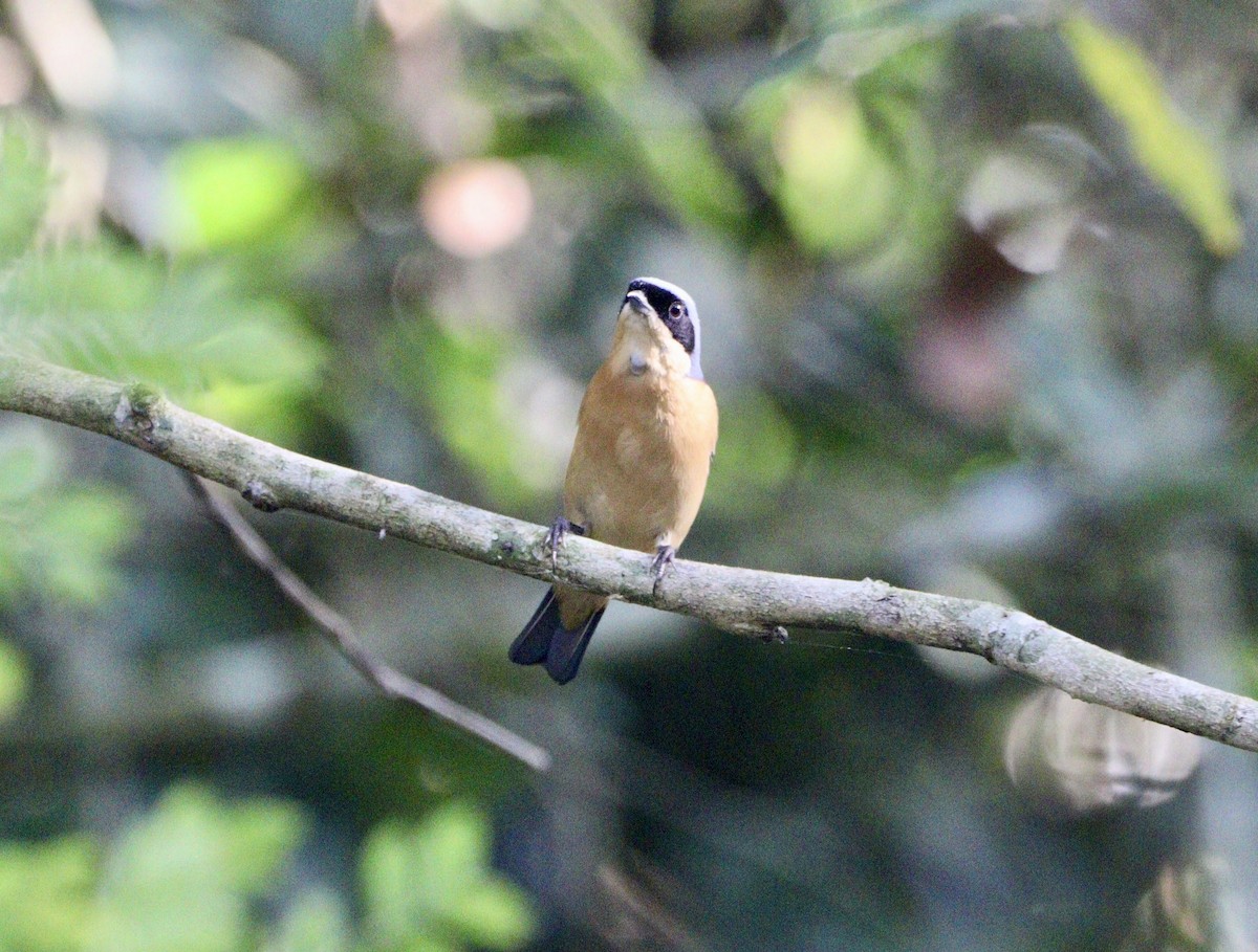 Fawn-breasted Tanager - ML620647468