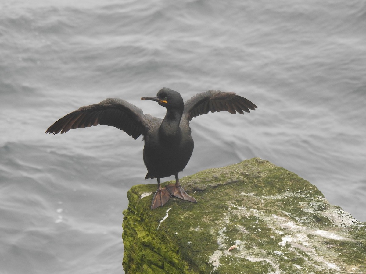 European Shag (Atlantic) - ML620647481