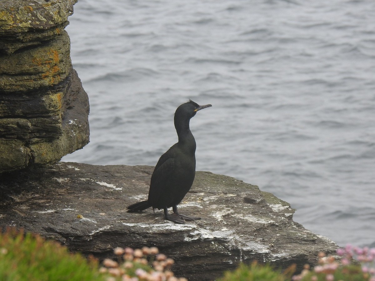 European Shag (Atlantic) - ML620647483