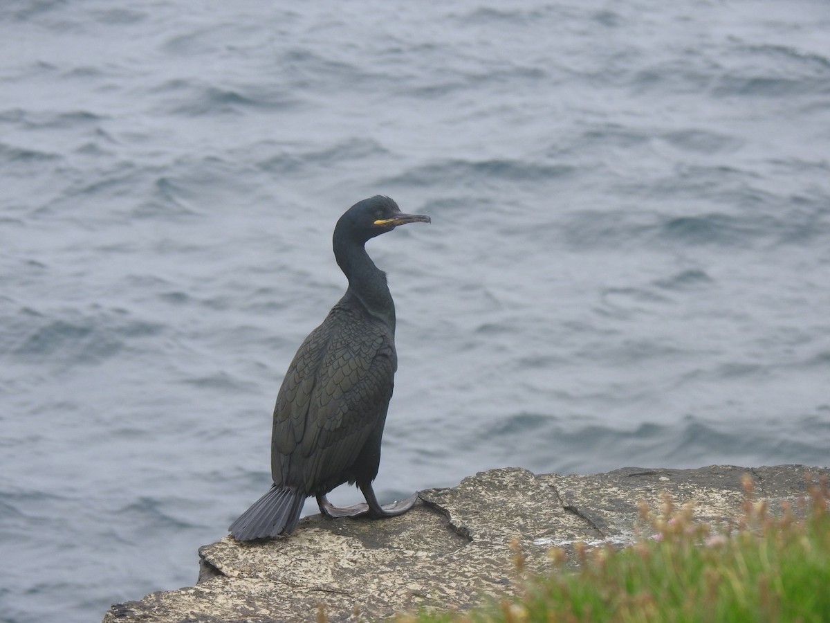 kormorán chocholatý (ssp. aristotelis) - ML620647484